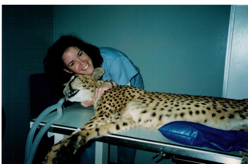 Happier Days playing with a cheetah